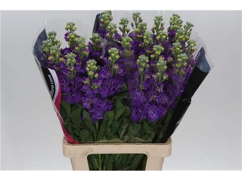 Matthiola Stocks Iron x30 Blue c1364