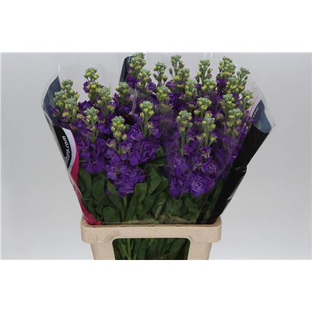 Matthiola Stocks Iron x30 Blue c1364