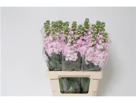 Matthiola Stocks Iron x30 Cherry Blossom c1365