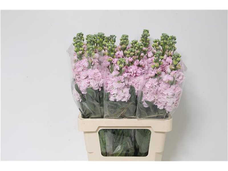 Matthiola Stocks Iron x30 Cherry Blossom c1365