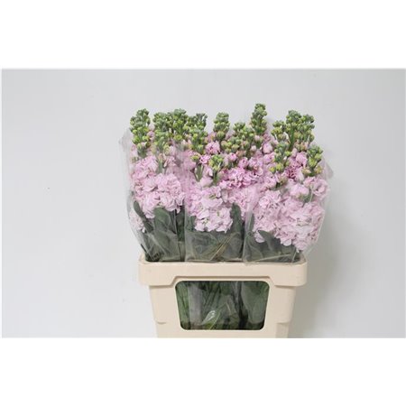 Matthiola Stocks Iron x30 Cherry Blossom c1365