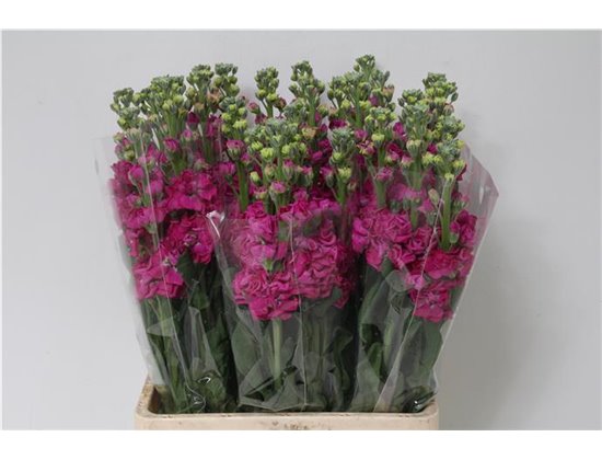 Matthiola Stocks Iron x30 Hot Pink c1366