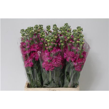 Matthiola Stocks Iron x30 Hot Pink c1366