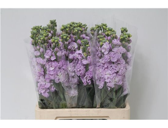 Matthiola Stocks Iron x30 Hot Pink c1367