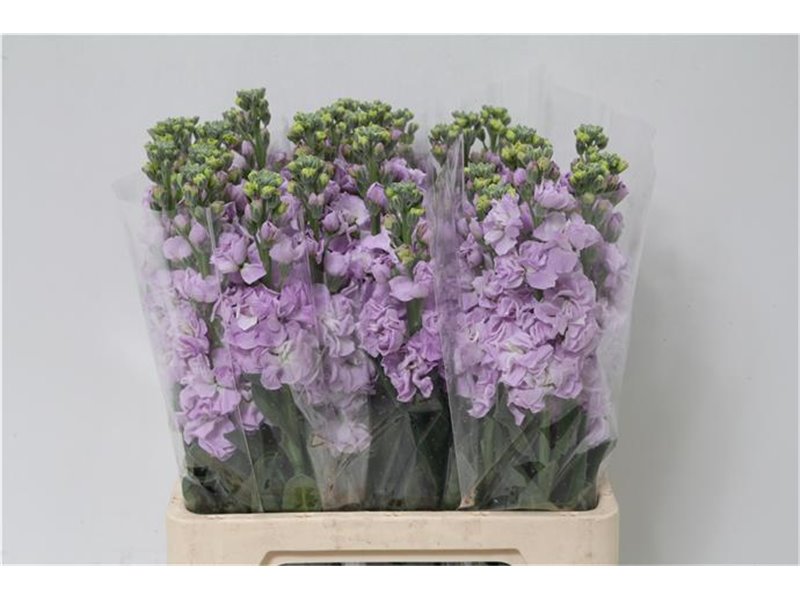 Matthiola Stocks Iron x30 Hot Pink c1367