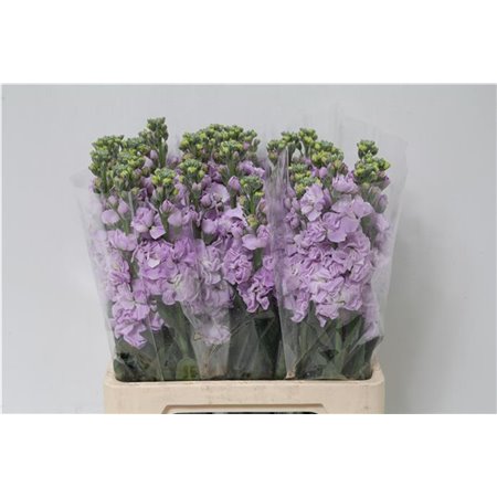 Matthiola Stocks Iron x30 Hot Pink c1367