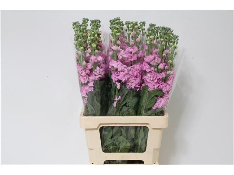 Matthiola Stocks Iron x30 Pink c1368