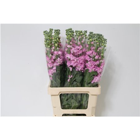 Matthiola Stocks Iron x30 Pink c1368