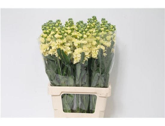 Matthiola Stocks Iron x30 White c1369