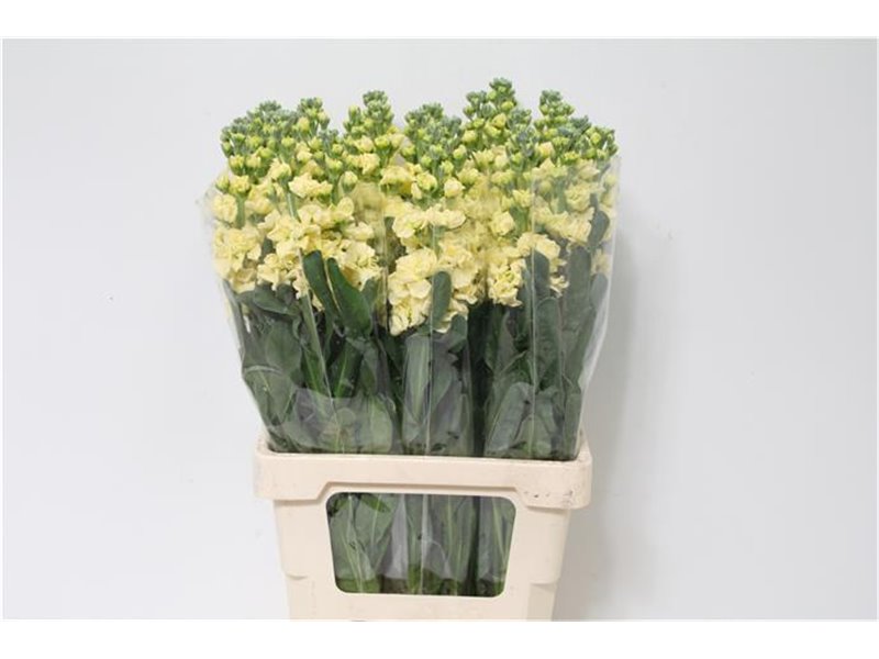 Matthiola Stocks Iron x30 White c1369