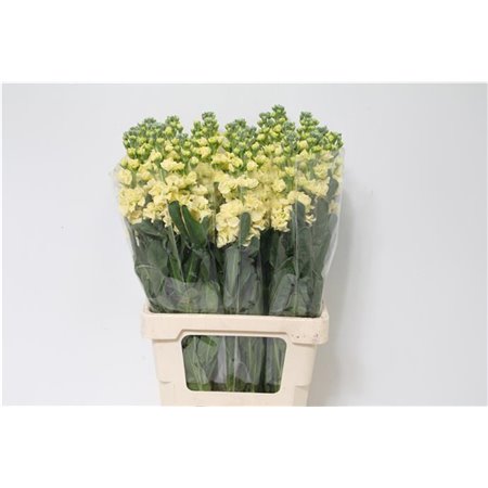 Matthiola Stocks Iron x30 White c1369