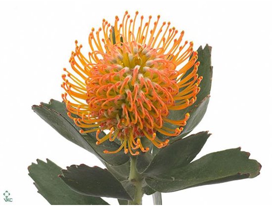 Proteja Soleil c1388