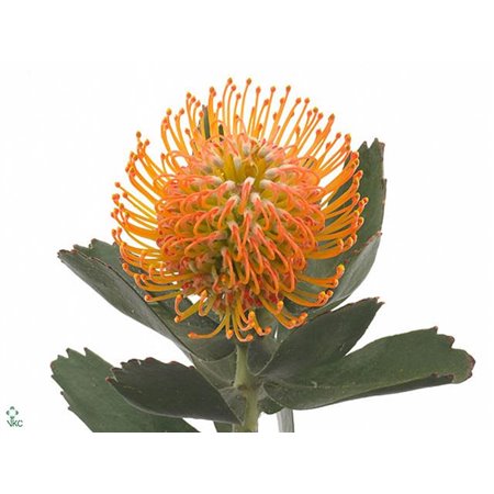 Proteja Soleil c1389