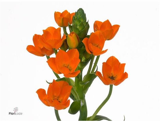 Ornithogalum Db Magic Star c1395