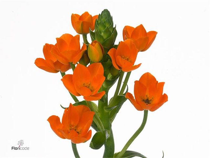 Ornithogalum Db Magic Star c1395
