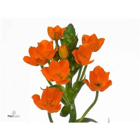 Ornithogalum Db Magic Star c1395