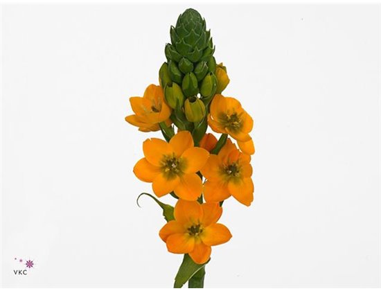 Ornithogalum Db Magic Star c1396