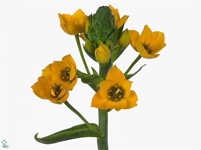 Ornithogalum Dub Gold Star c1397