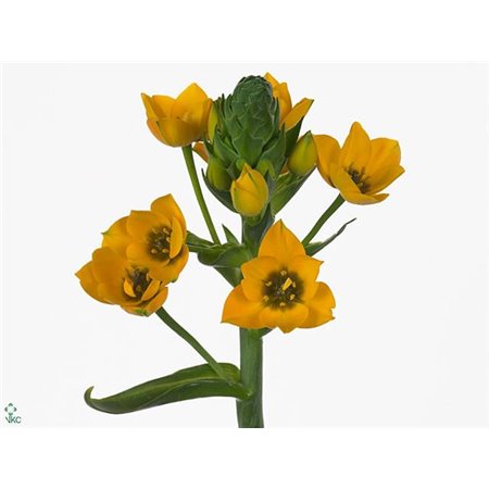 Ornithogalum Dub Gold Star c1397