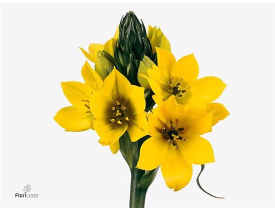 Ornithogalum Dub Yellow Asa c1398