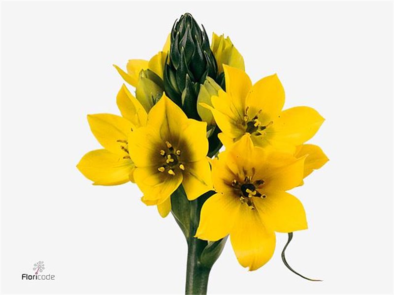 Ornithogalum Dub Yellow Asa c1398