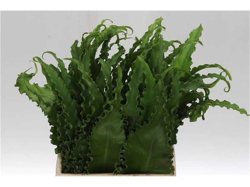 Ornithogalum Thy Mount Fuji c1401