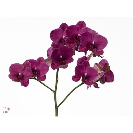 Phalaenopsis An Montreux c1417