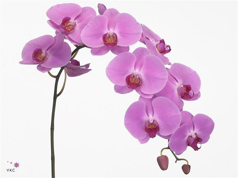 Phalaenopsis Happy Valentina c1419