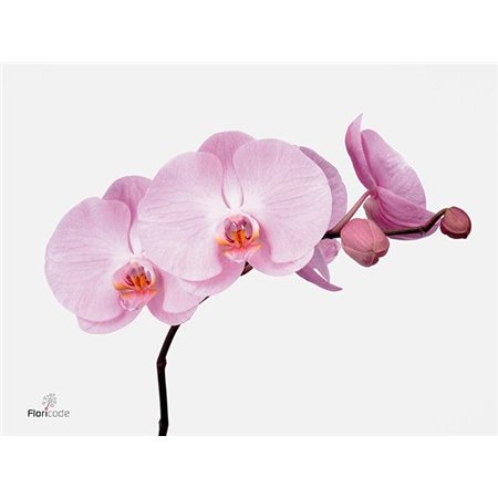 Phalaenopsis Happy Valentina c1420