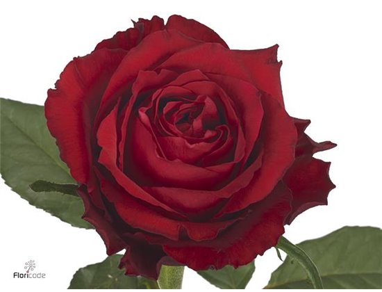 Vrtnica Born Free c1452