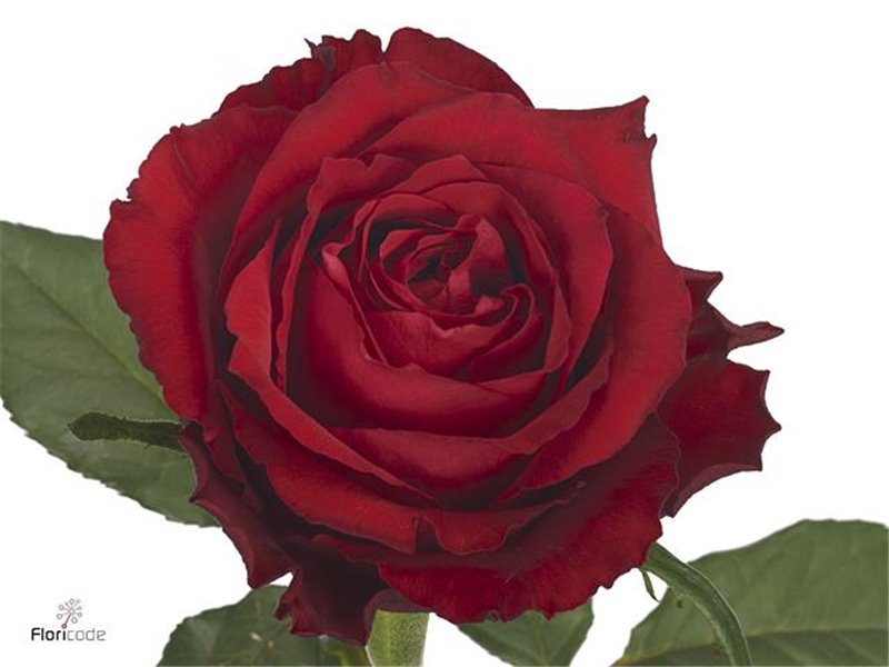 Vrtnica Born Free c1452