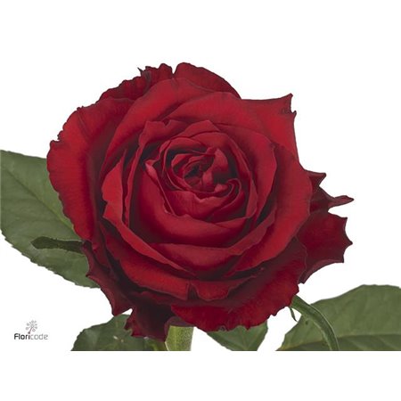 Vrtnica Born Free c1452