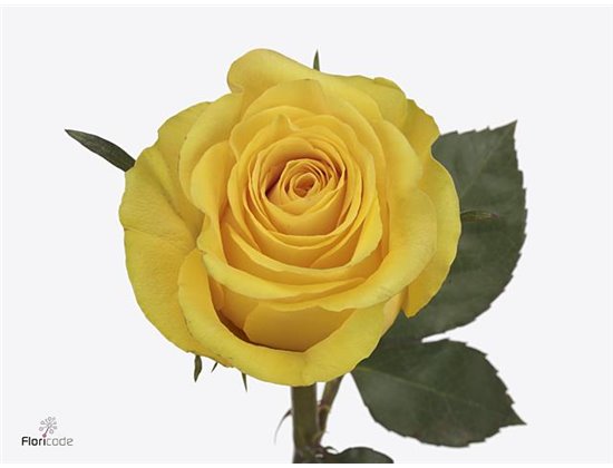 Vrtnica Born Free c1453