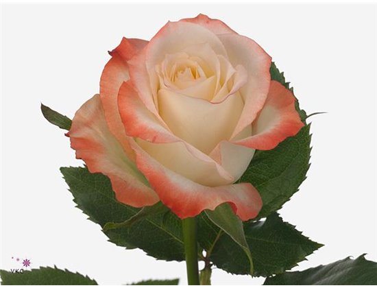 Vrtnica Caberet c1456