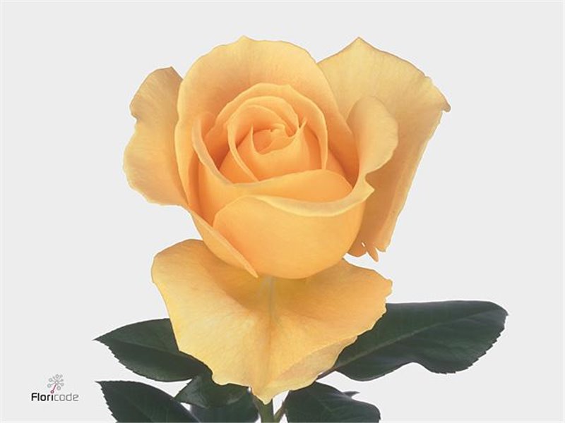 Vrtnica Candlelight Fre X10 c1459