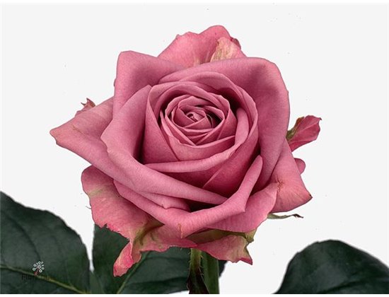 Vrtnica Cool Water c1461