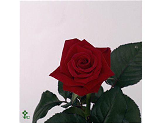 Vrtnica Coral Reef c1463