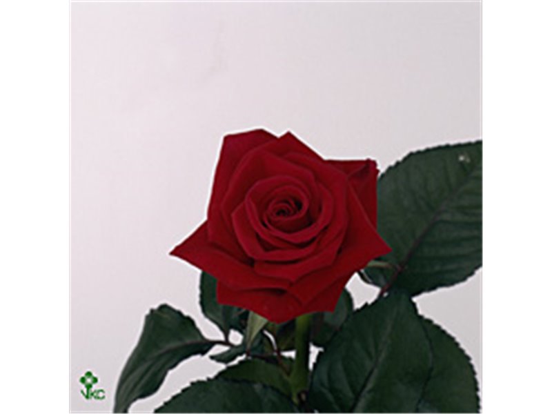 Vrtnica Coral Reef c1463