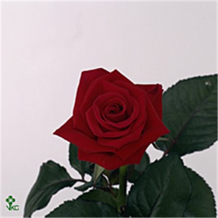 Vrtnica Cotton Xpression c1464