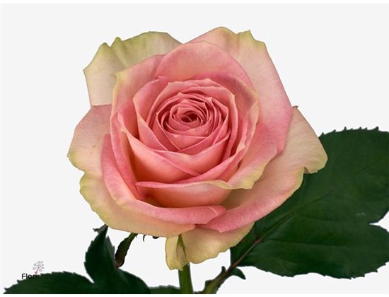 Vrtnica Esperance c1471