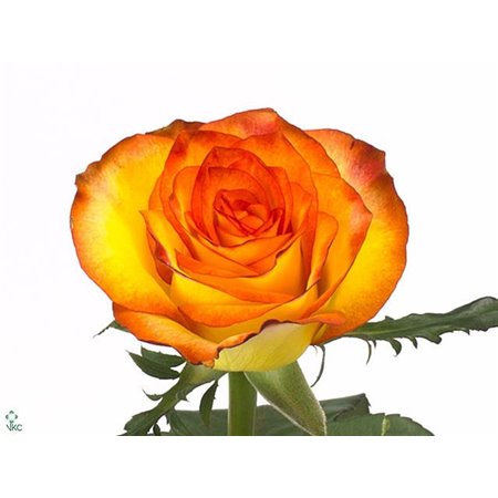 Vrtnica High & Magic c1482