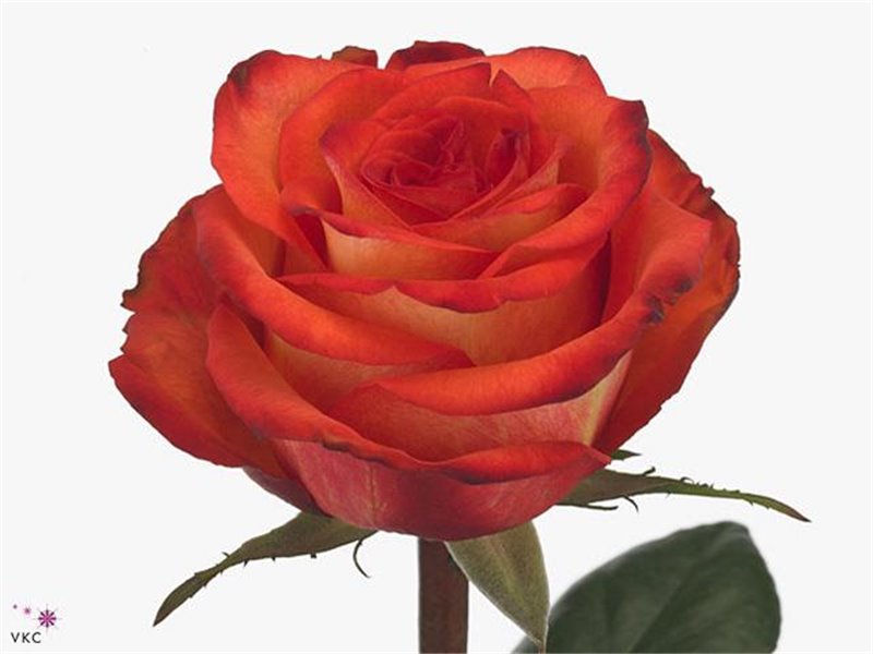 Vrtnica High & Magic c1483