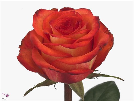 Vrtnica High & Magic Orange c1484