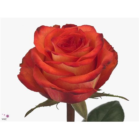 Vrtnica High & Magic Orange c1484