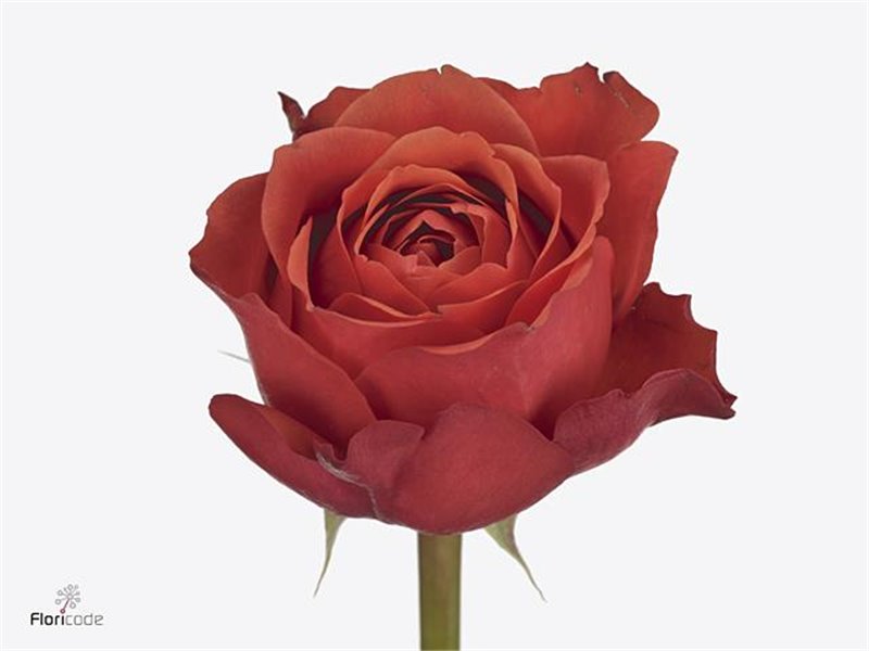 Vrtnica Lady Isabella c1487