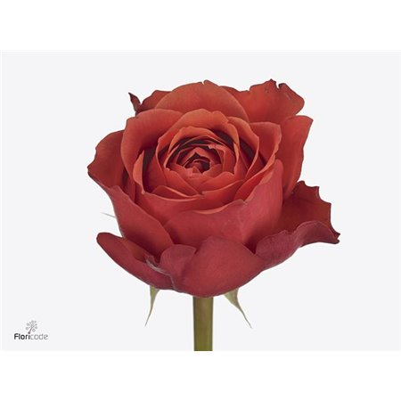 Vrtnica Lady Isabella c1487