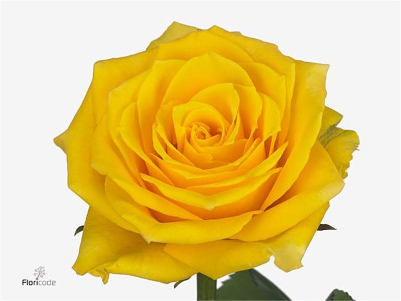 Vrtnica Lighthouse c1490