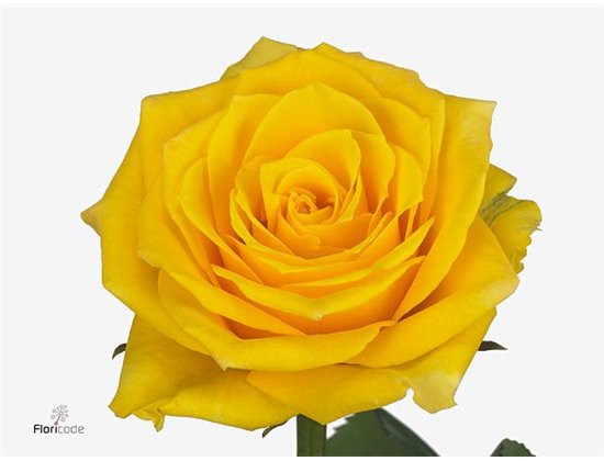 Vrtnica Lighthouse c1491