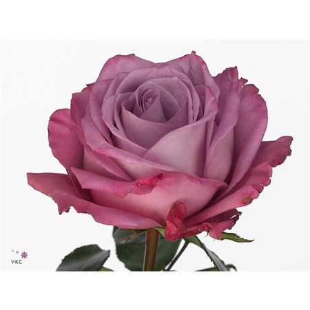 Vrtnica Mondial c1498