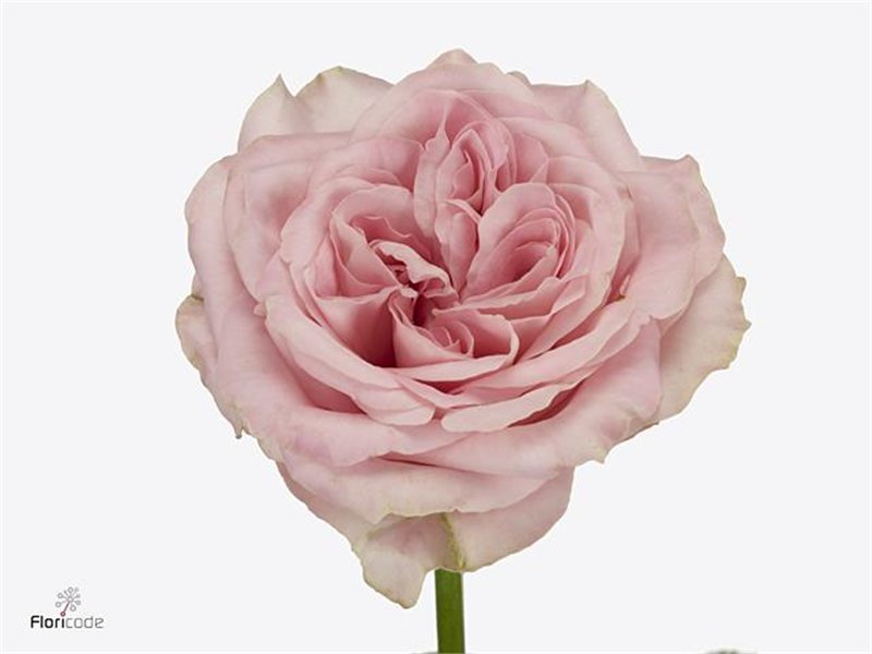 Vrtnica Sweet 4 Love c1519